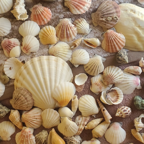 Real sea shells - Picture 5 of 13